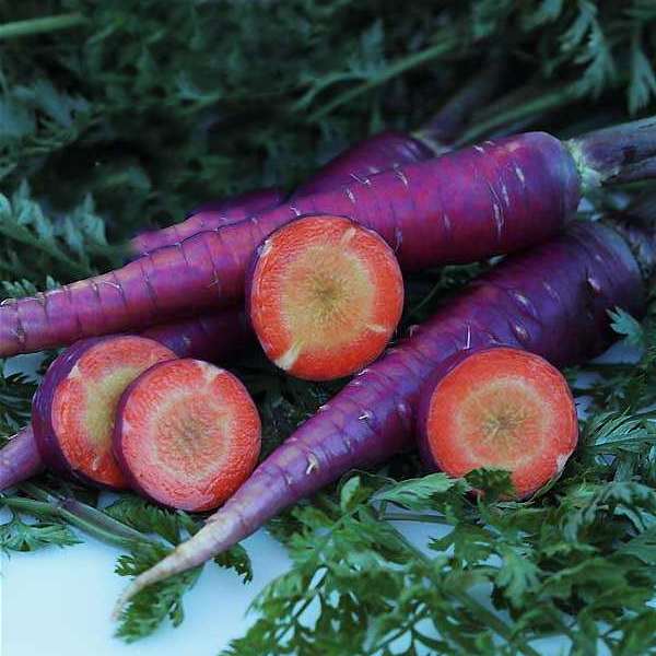 Семена Моркови Purple Dragon