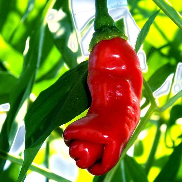 Peter Pepper Red