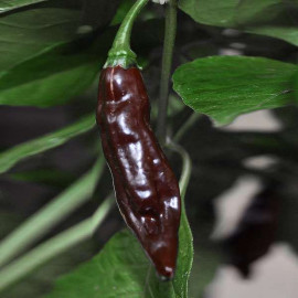 Fatalii Brown (chocolate)
