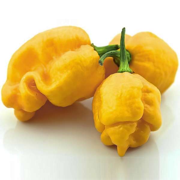 Купить семена перца Trinidad Scorpion Yellow